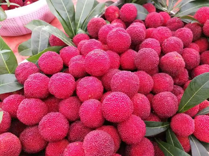 贺街镇三步梯大果杨梅六一开园咯!