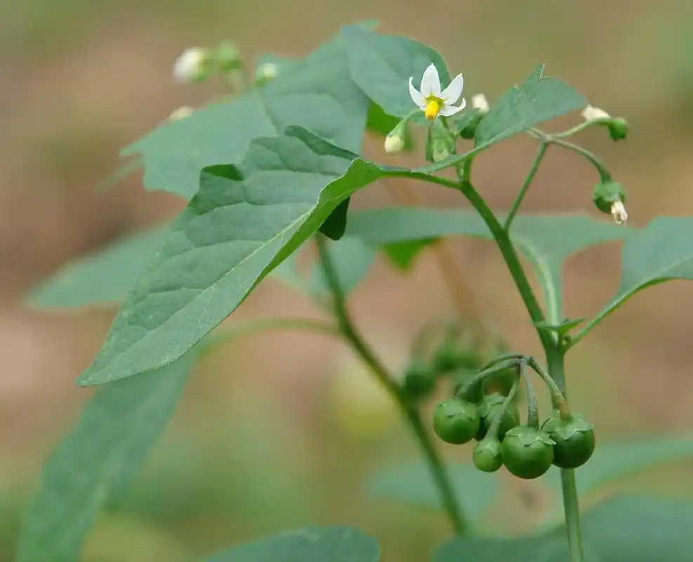 为啥这些年地里龙葵只增不减?