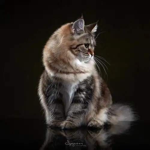 西伯利亚森林猫