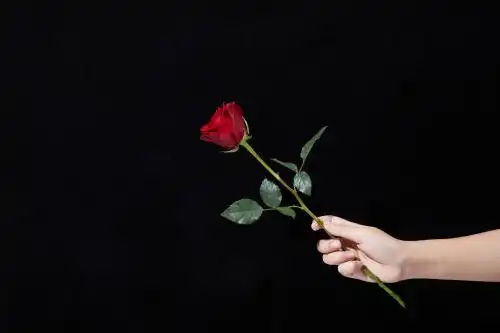 黑色背景上一只手拿着一朵红玫瑰
