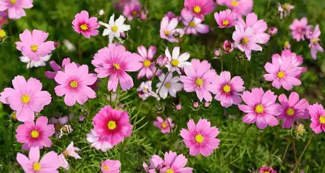 波斯菊是夏季或秋季节绽放的花朵.