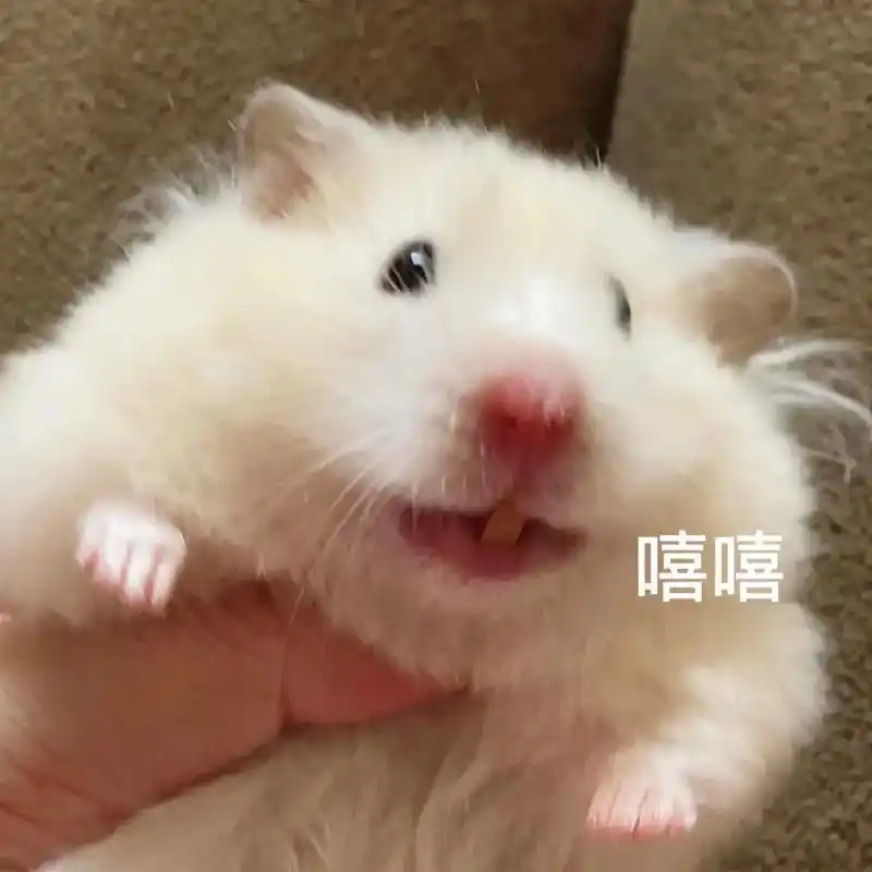 笑容逐渐放肆hhhhhhhh.#金丝熊 #鼠鼠我呀 #家有傻 - 抖音