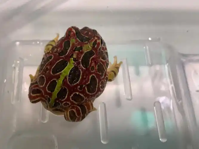 新入的几只角蛙