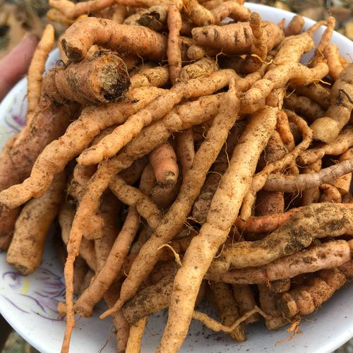 野生新鲜地黄地髓生地怀庆地酒壶花山烟根地干地黄大生地500g包邮