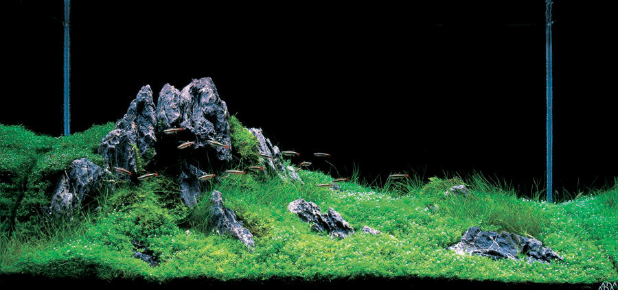 青龙石造景图片