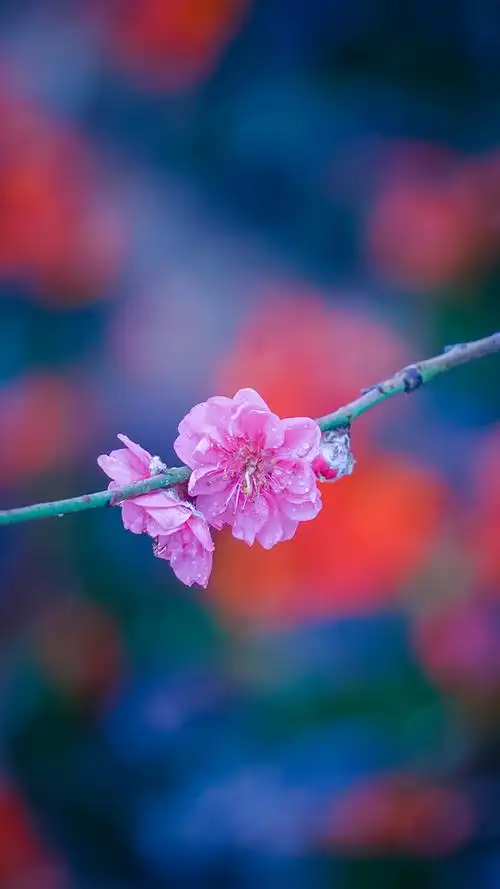 红色桃花唯美花卉图片手机壁纸