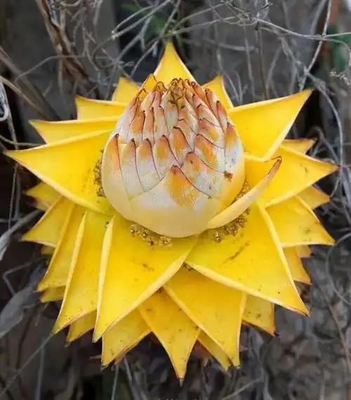 一朵花开半年巨大神秘比脸大的植物很少见很吉利