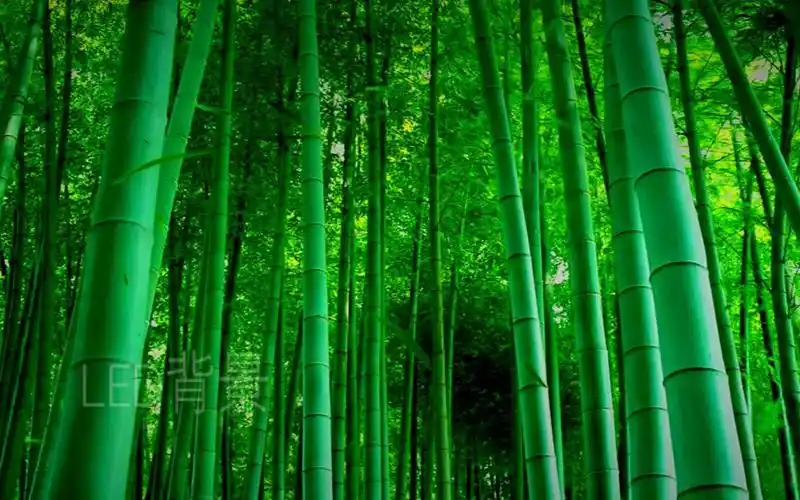 c485绿色竹林翠竹竹叶飘落歌舞表演开学毕业晚会节目舞台led视频背景