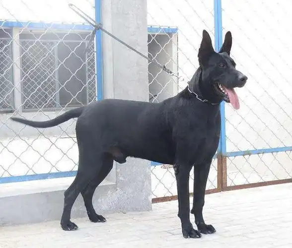 黄山(黑狼犬幼崽)养殖基地