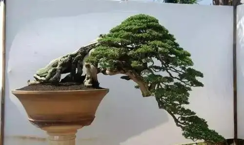 精品悬崖盆景欣赏