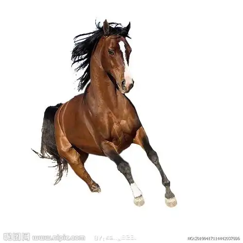 去底psd图库 棕色马 去底马图 飞奔 奔马设计图