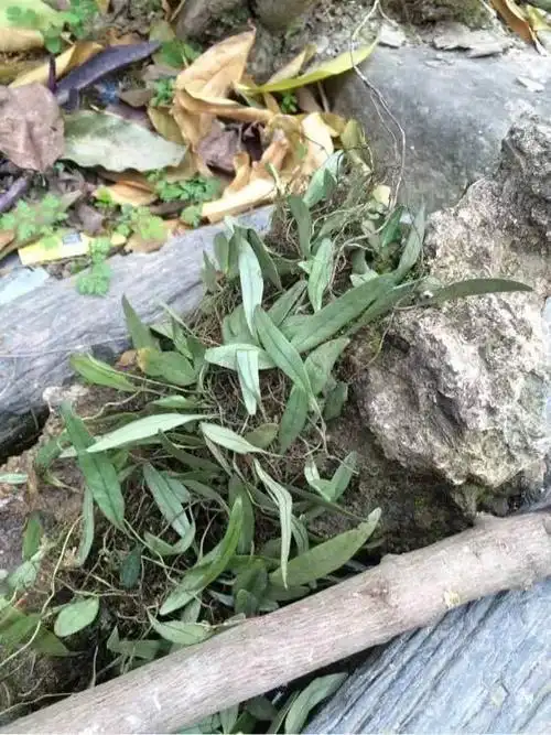 出处】《纲目拾遗》【拼音名】 yú biē jīn xīnɡ【别名】瓜子金