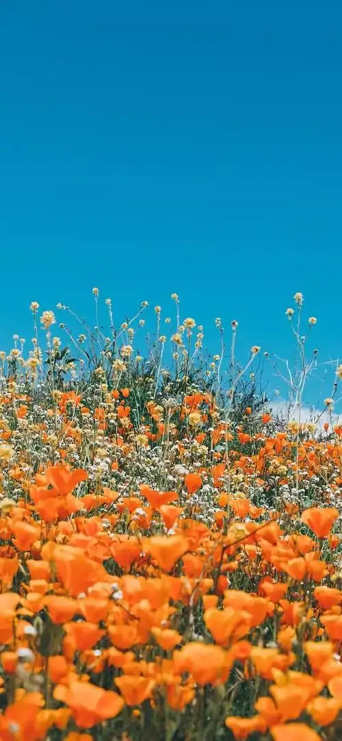 抖音壁纸潮图看见过世间的丑恶但仍付出善意