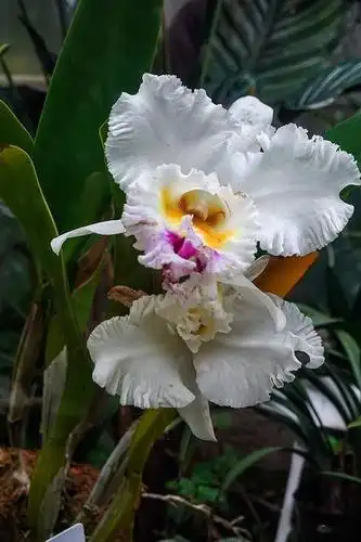 8000株世界珍贵兰花亮相江城,奇兰怒放齐当迎新春"先锋"