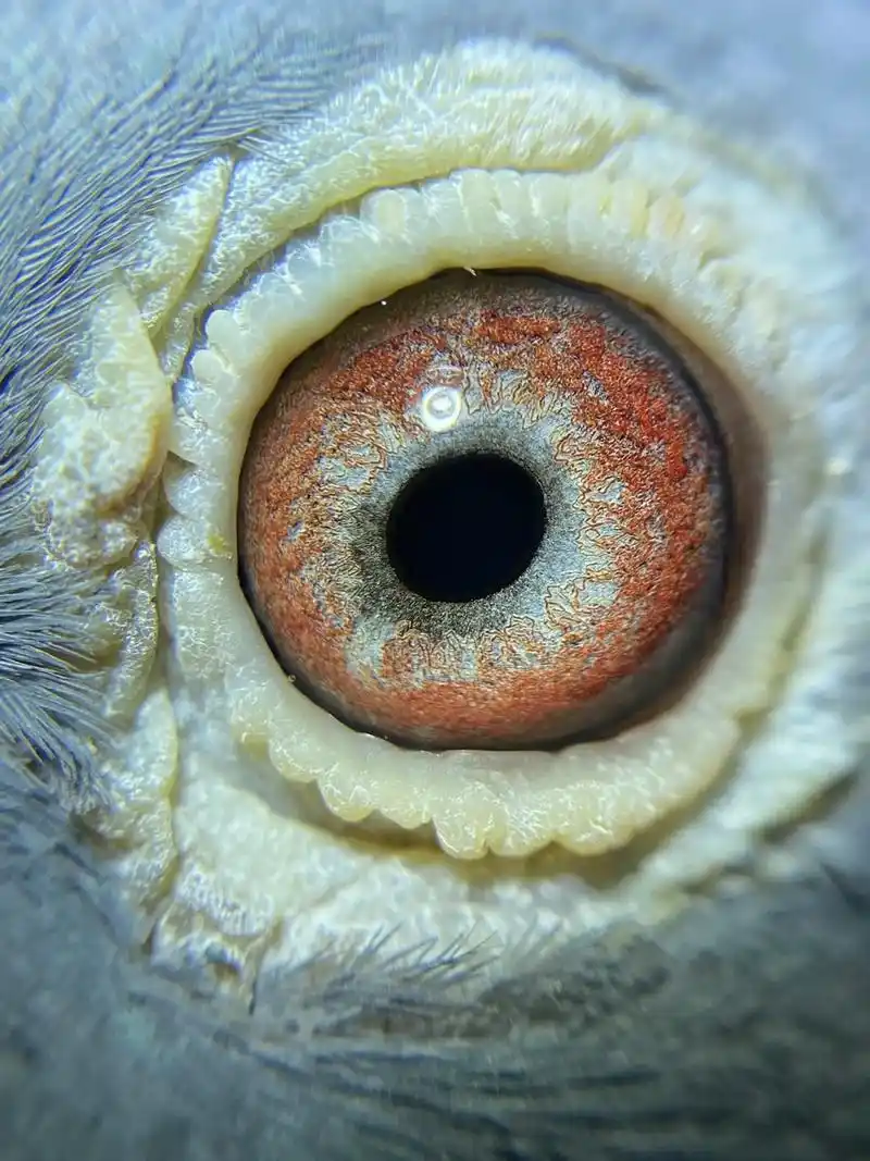 精品高端绝版货北京长城鸽业原棚速霸龙知名17配对血系种鸽 - 抖音