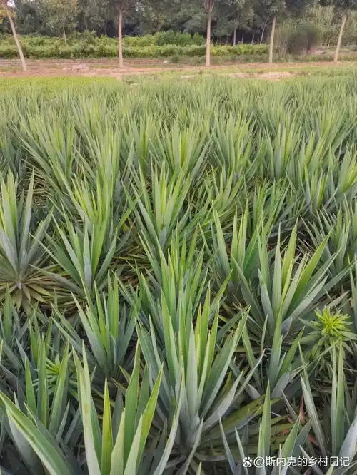 北京常绿剑麻丝兰 剑麻别名凤尾丝兰,多年生植物,在北京可以保护性