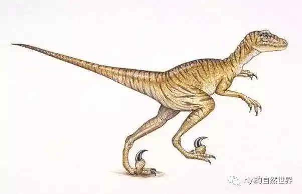 【恐龙探索】死神镰刀——恐爪龙!