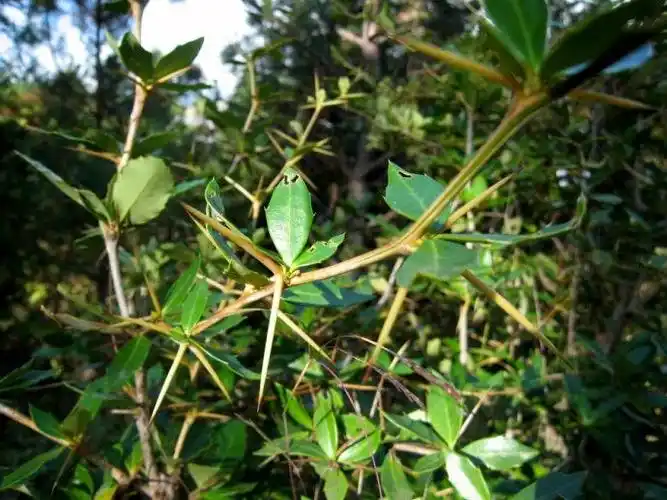 三颗针有哪些功效与作用及注意事项 - 食材知识 - 轻壹