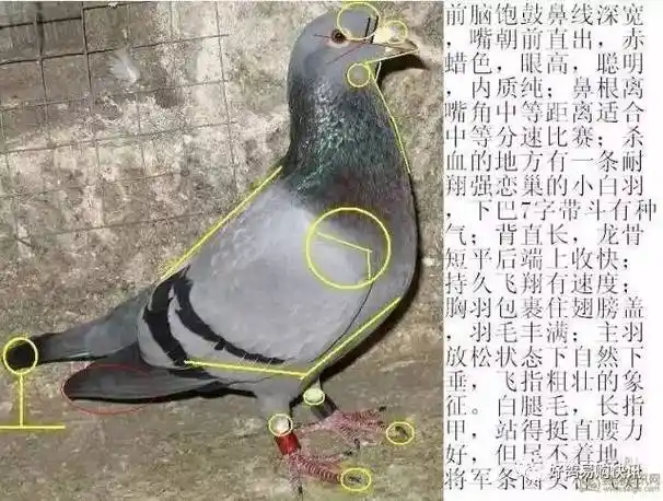 【经验】识鸽鉴鸽图解大全,一定有用!