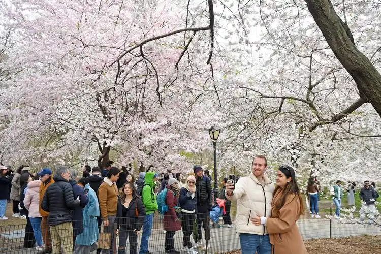 纽约中央公园樱花盛开_李睿_新华社_美国纽约