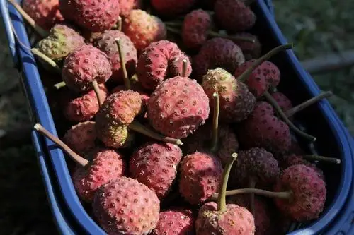 鸡嗉子果让我勾起儿时的记忆