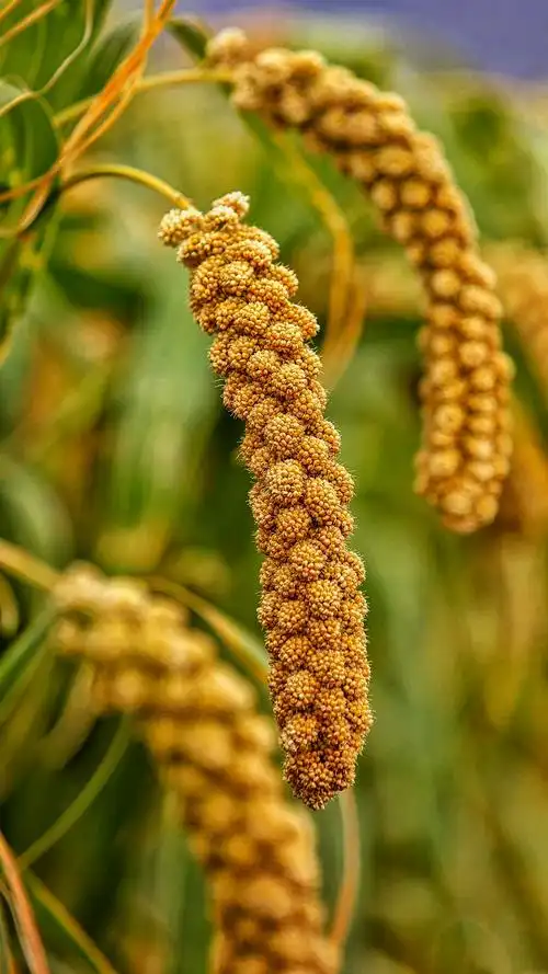 秋天的张茅,金灿灿的谷子熟了