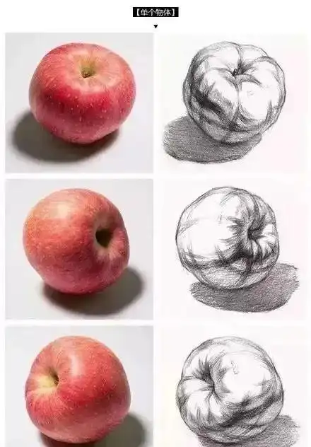 素描教程单个静物素描结构图