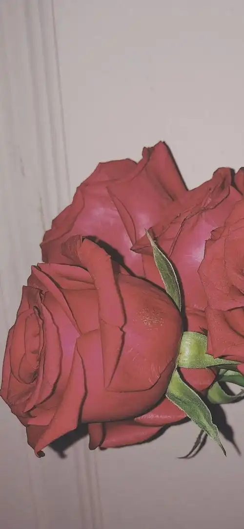 共123张好看的玫瑰花壁纸,背景图 - 知乎