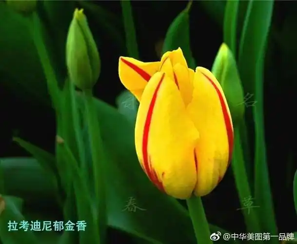 《世界名花影像宝典》 19集 ·《郁金香》世界三十大名花之一