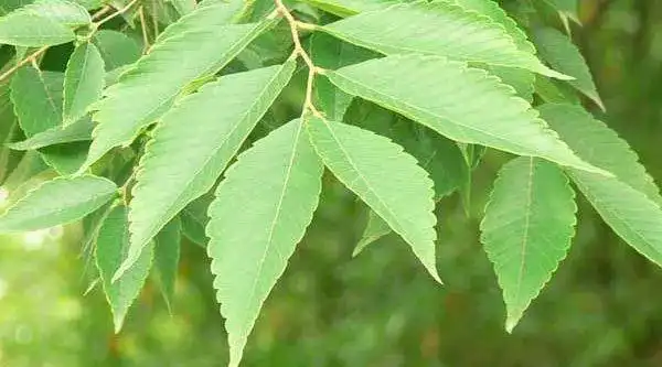 走进国家二级保护树种——榉树