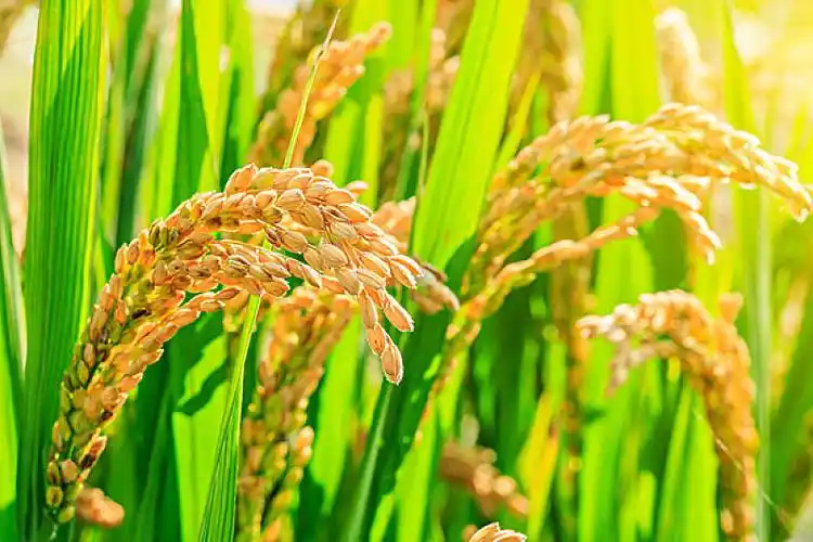 秋天,成熟,水稻,农作物,粮食_高清图片_全景视觉