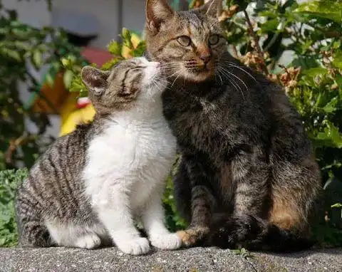 推主拍下街头两猫的各种蹭蹭瞬间,单身狗看了会被暴击,慎点.