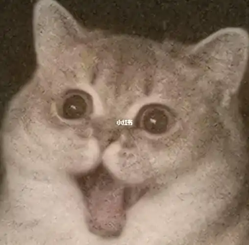 论猫的表情