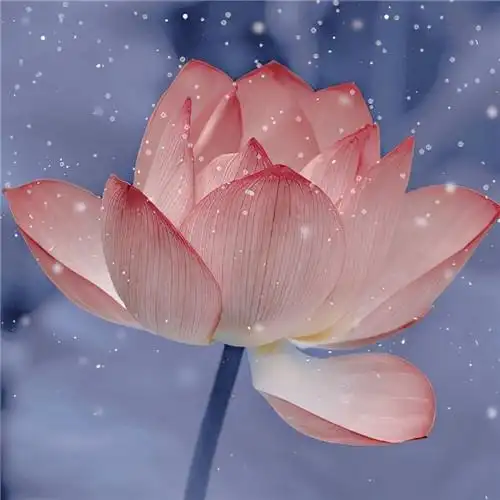 花开富贵头像 适合妈妈们用的高清好看花开富贵图片微信头像_微信头像