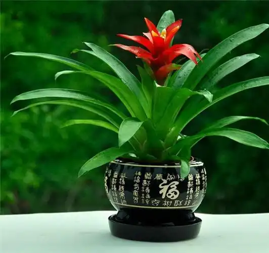 客厅放什么花好招财又聚财呢,客厅放什么花最旺财(7种"如意花")