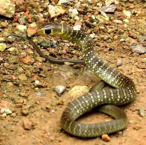 偶遇美丽的小花蛇