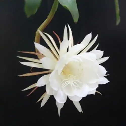 【精选绿植】昙花盆栽昙花一现苗室内室外地栽盆栽花卉阳台庭院植物带