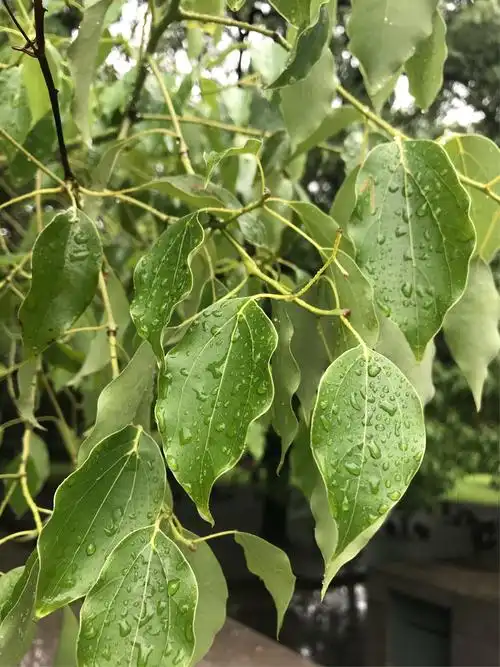 树木知识:樟 cinnamomum camphora (l.) presl