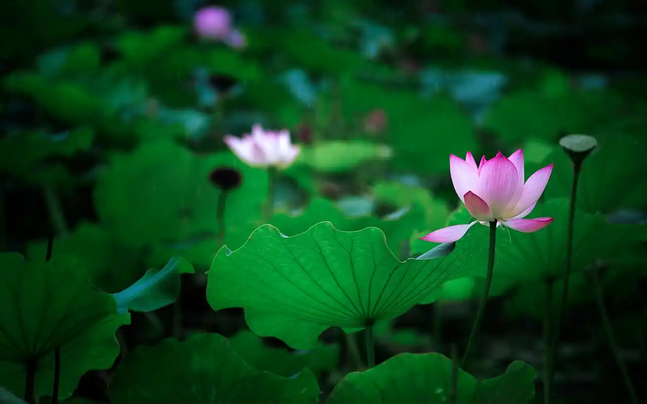 雨中荷花唯美摄影高清图片桌面壁纸