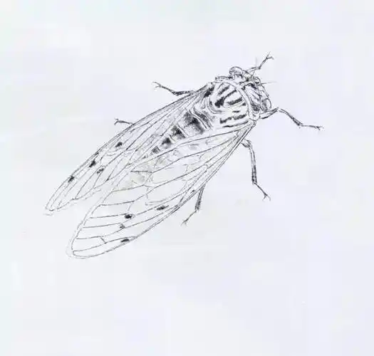 蝉的简笔画 蝉的简笔画图片大全