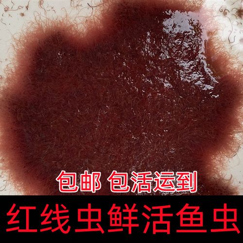 包邮活体水蚯蚓红线虫红丝虫大小观赏鱼新鲜饵料健康鲜艳饲料鱼饵