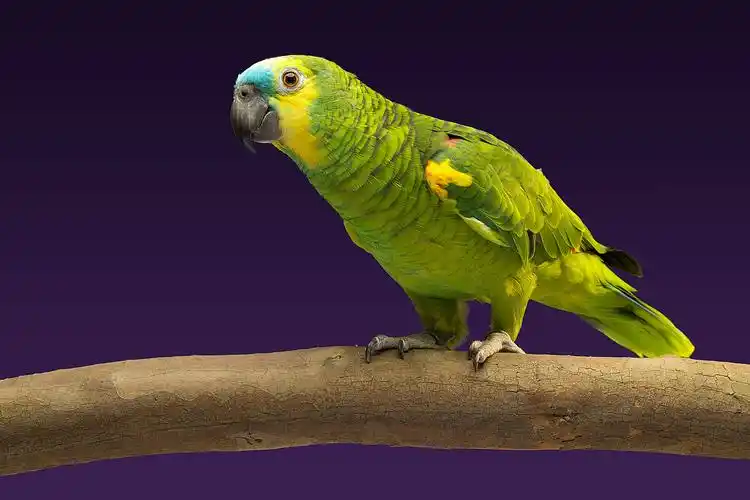 黄翼亚马逊鹦鹉