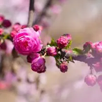 淡雅粉色桃花头像图片增加桃花运的头像