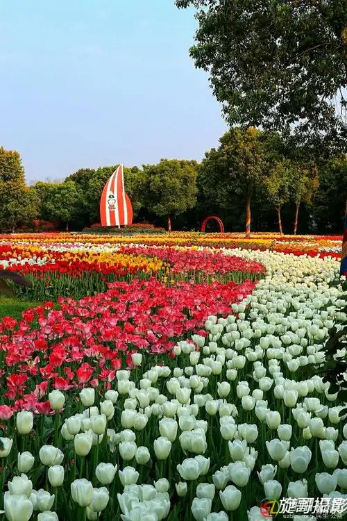 东西湖郁金香主题公园