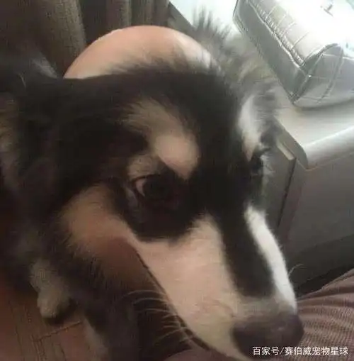 狗狗的发际线怎么后移了呢?这些"秃头"的狗狗太可爱了