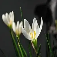 兰花草头像图片大全点击鼠标右键下载