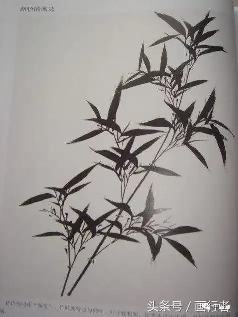 国画水墨画竹子的各种入门技法画法步骤图文详解
