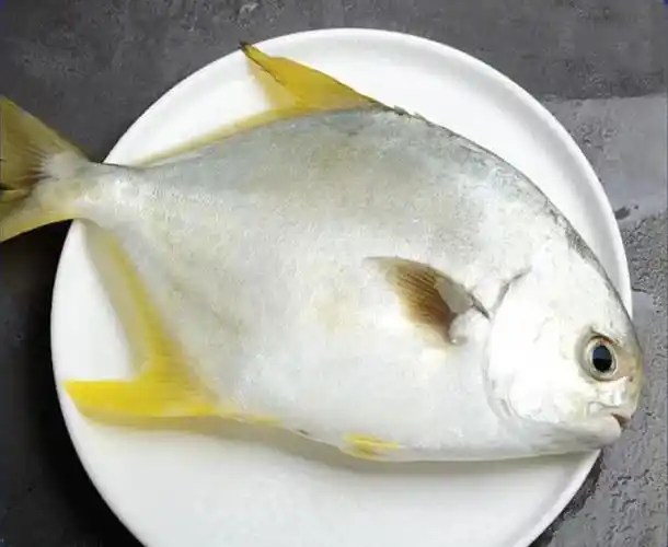 6条6斤起批冰鲜大号金鲳鱼鲜冻海鲳鱼平昌鱼黄鲳鱼1条单价顺丰