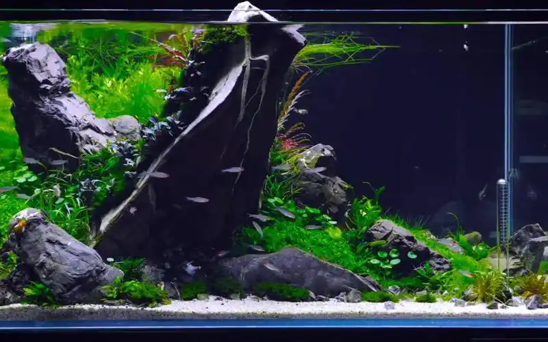 活动  ada冠军造景作品,90厘米精美草缸