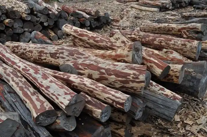 友尚木业大量出售进口大红酸枝原木批发